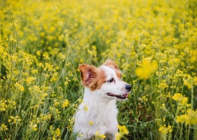Spring Flowers and Plants that are Safe or Toxic for your Pet