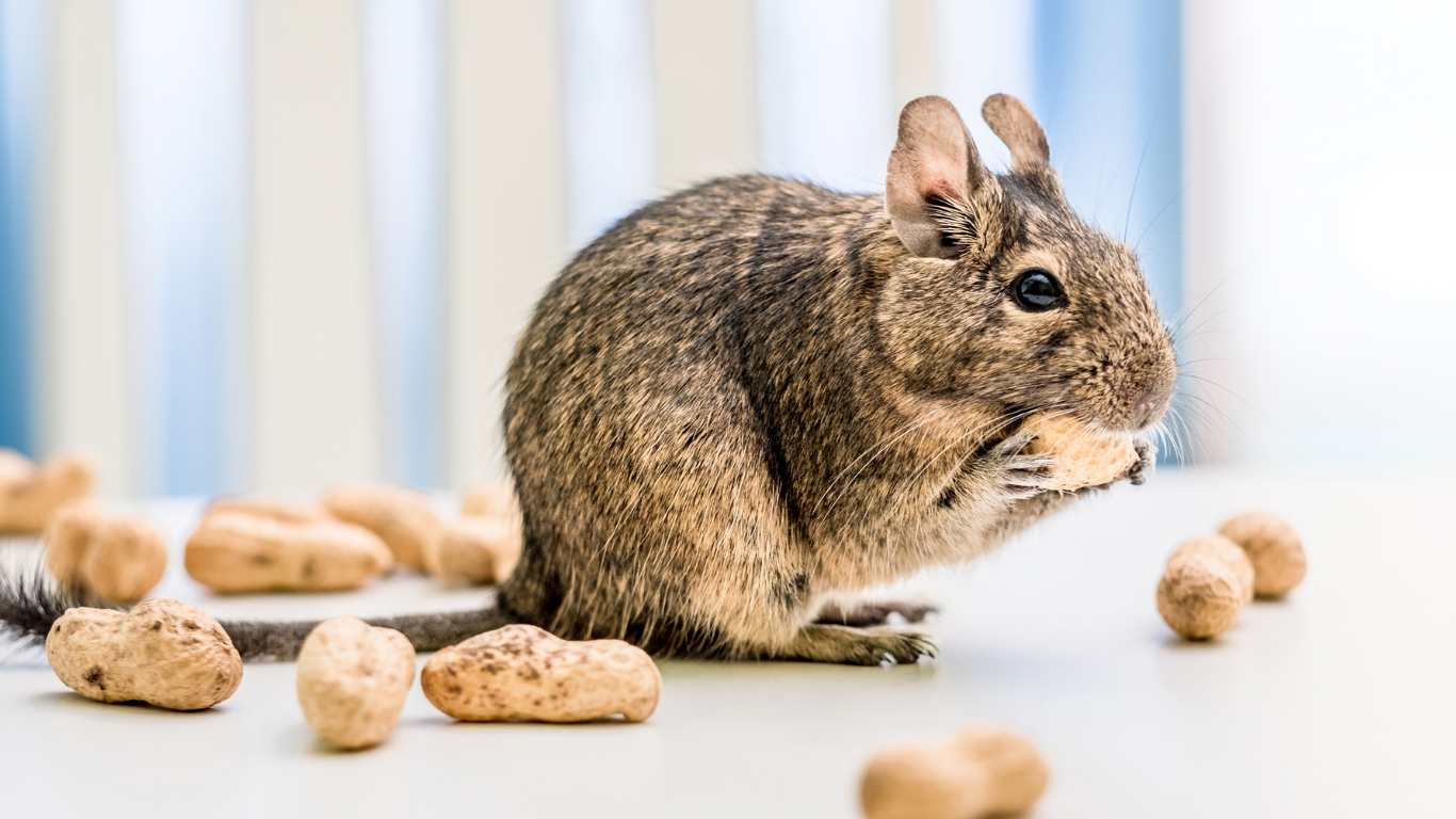 The Ultimate Guide to Degus