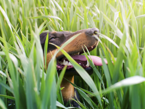 Are Grass Seeds Dangerous for Dogs?