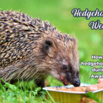 Hedgehog eating from catfood tin