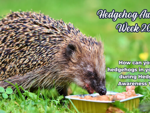 How can you help hedgehogs in your garden during Hedgehog Awareness Week?