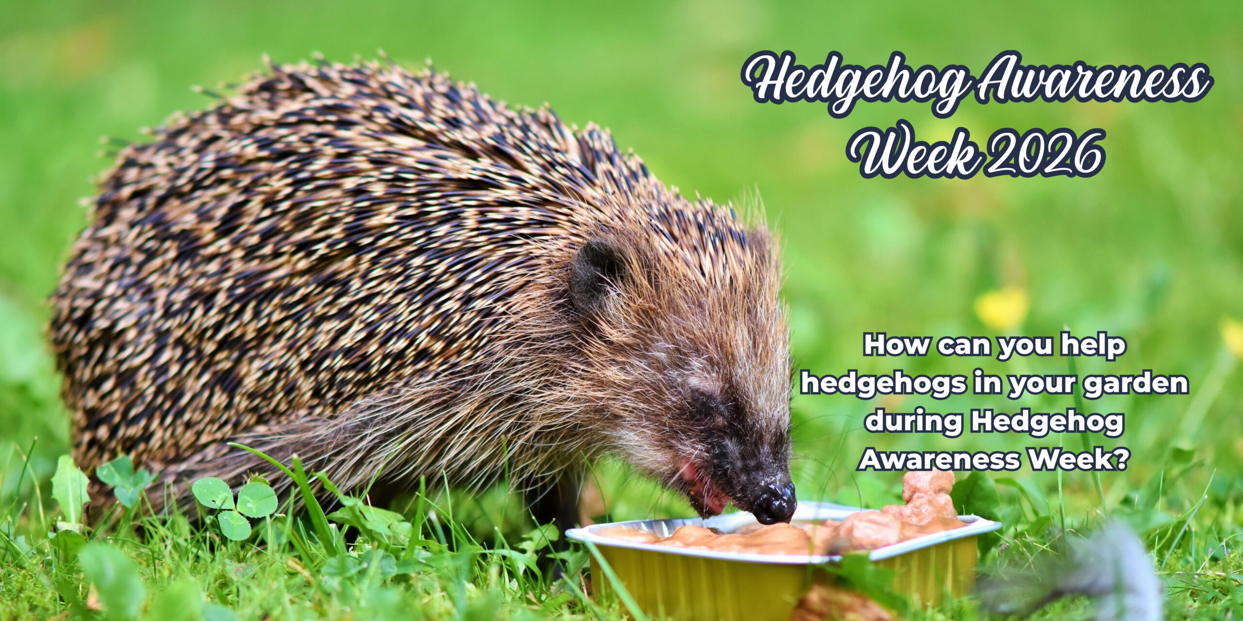 Hedgehog eating from catfood tin
