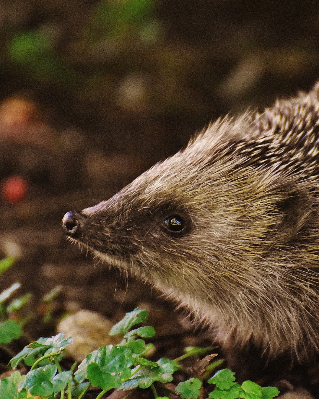 close up of hedgehog