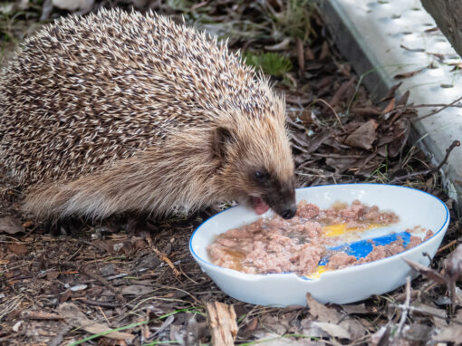 Is It Safe to Put Out Food for Wildlife in Spring?