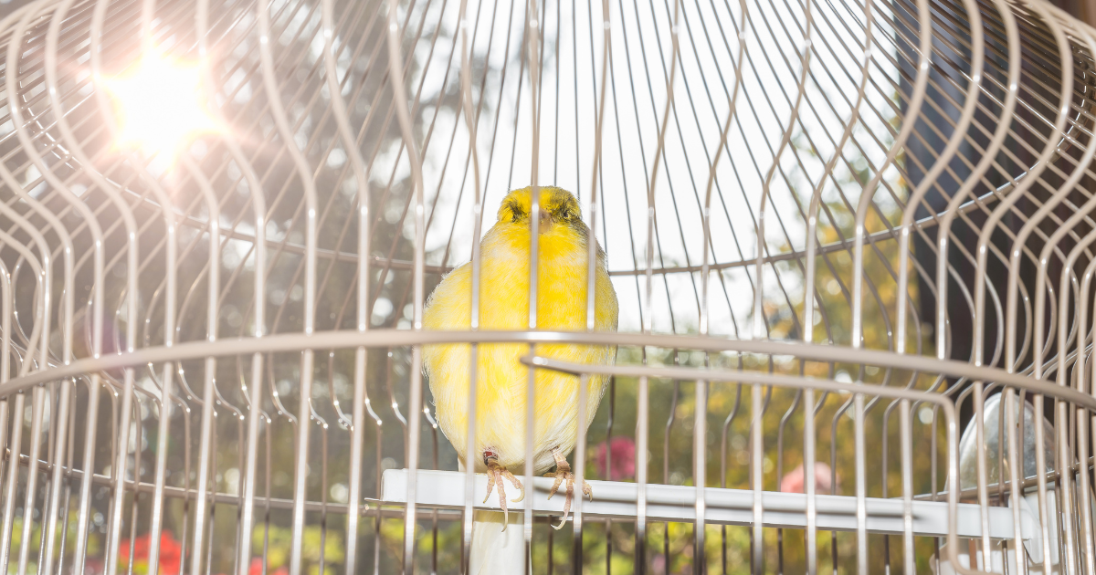 is it to hot for my birds is it to hot for my birds