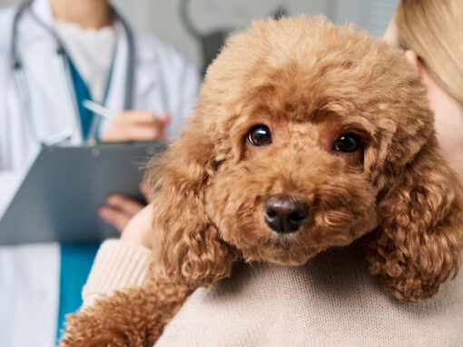 Vet Fees Are Changing in the UK – What It Means for Pet Owners