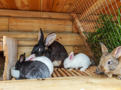 How Often Should I Clean My Small Pet’s Enclosure in Warmer Weather?