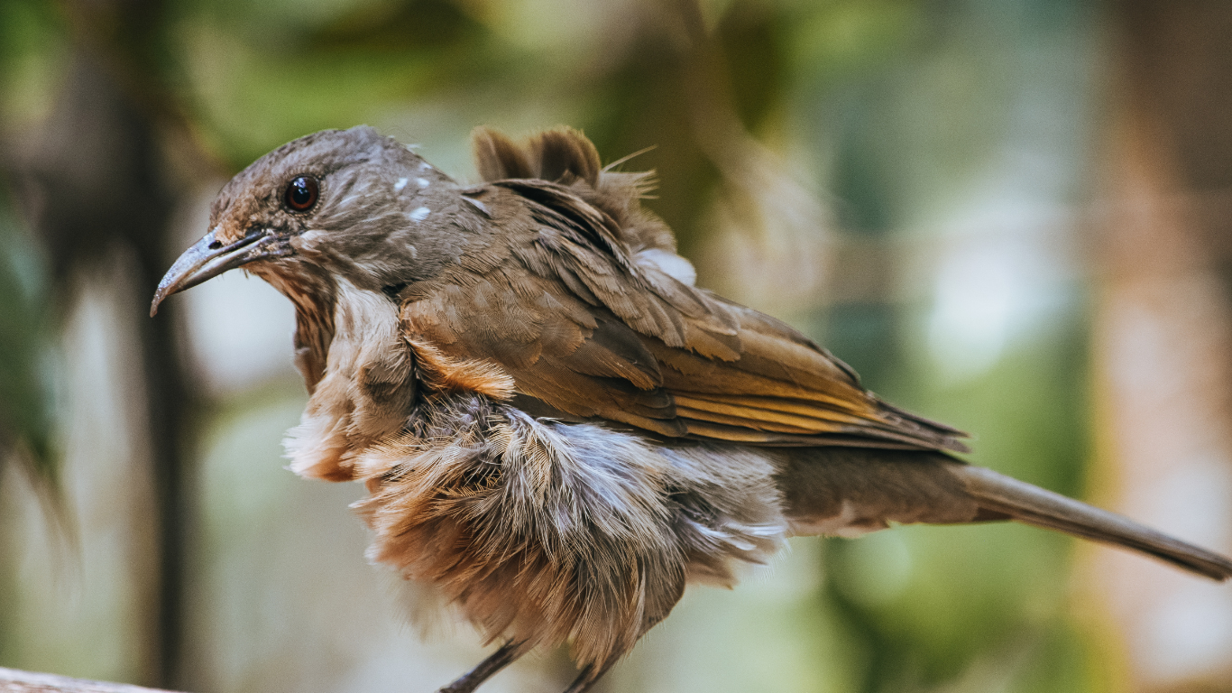 Lionhead rabbit outside 