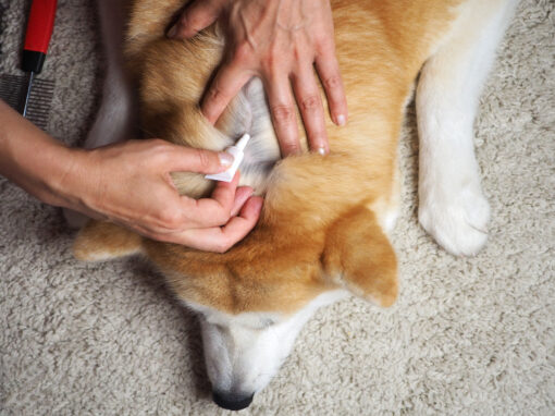 When Should I Start Flea and Tick Treatment?