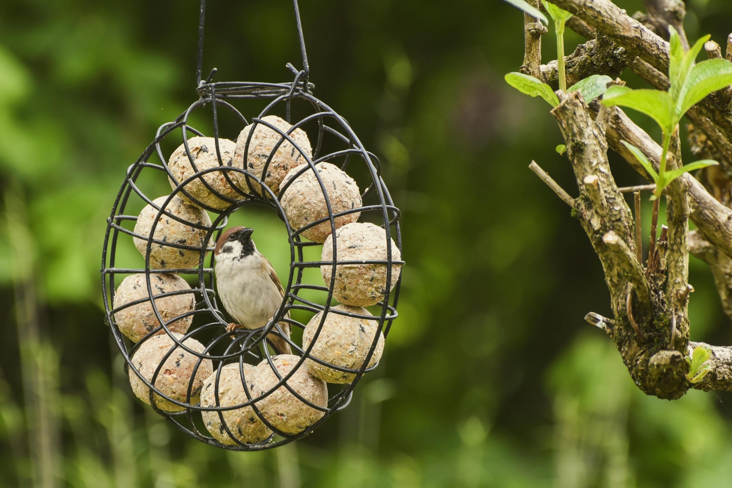 Garden Wildlife Week