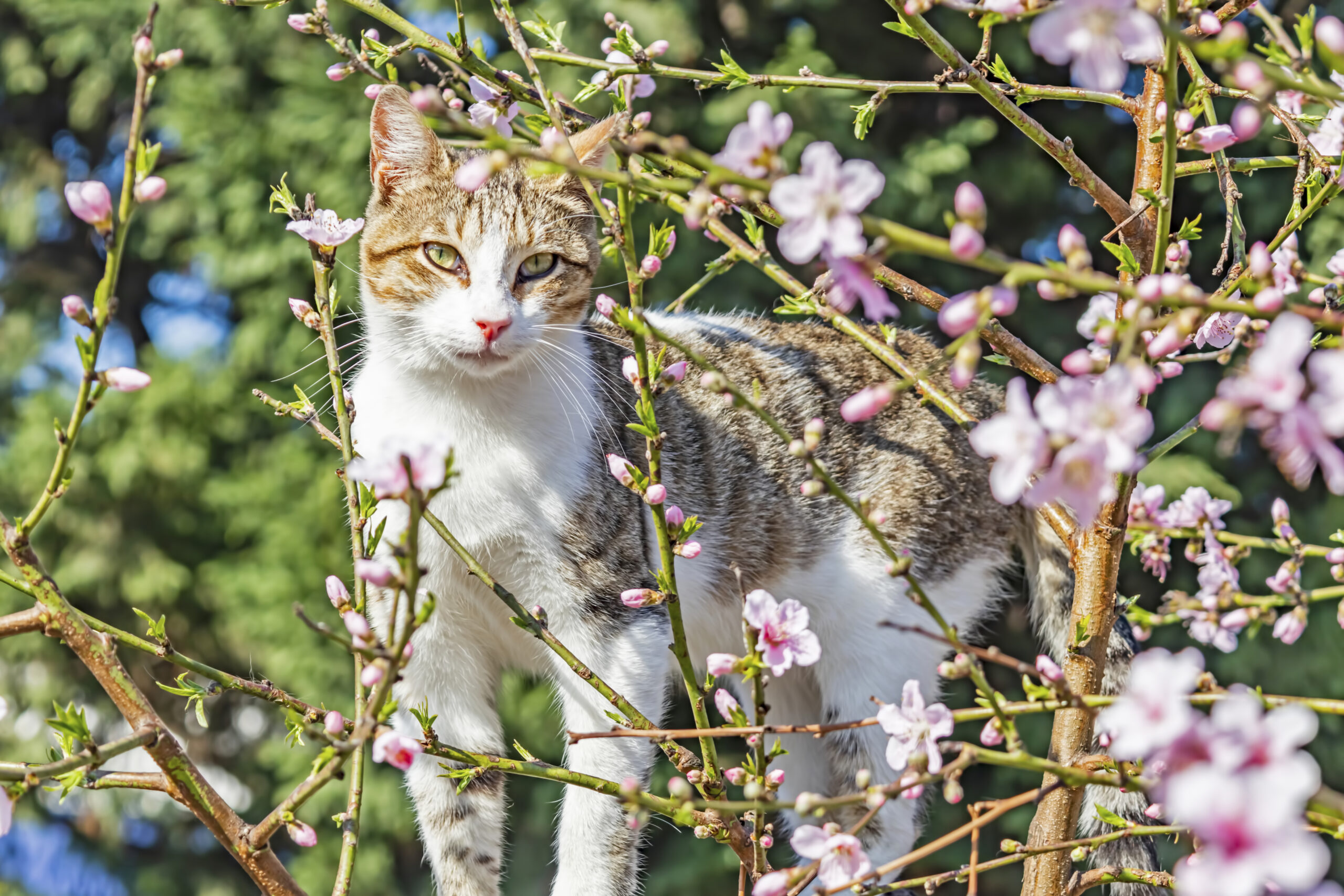 Dog Scratching an Itch