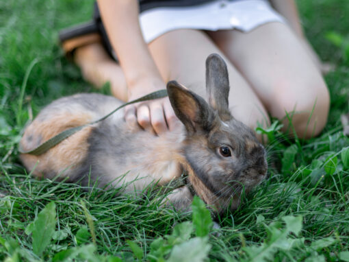 What Temperature Is Safe for Small Pets in Spring?