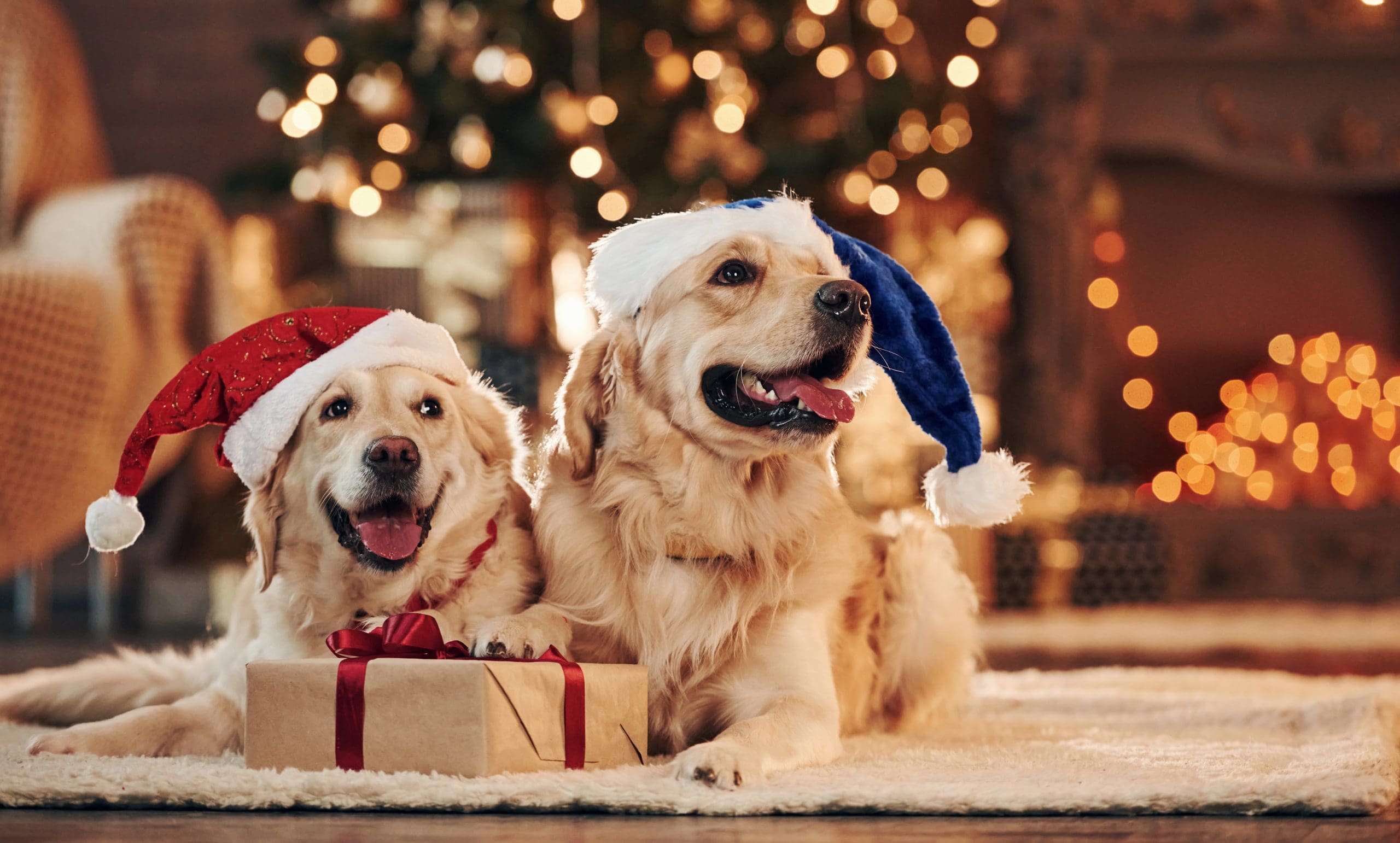 Keeping Your Dog Safe and Happy This Christmas
