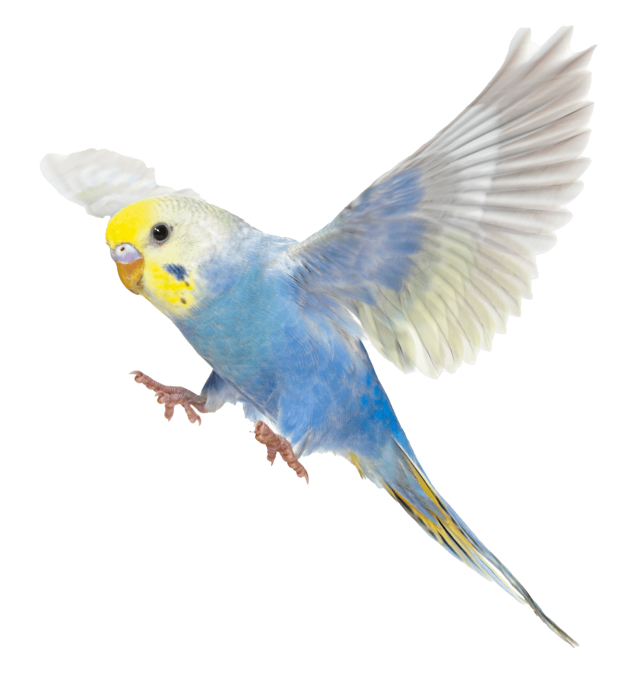Birds - Smith's Pets