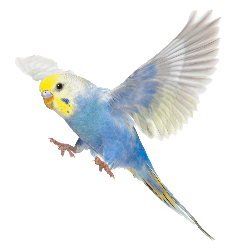 Birds - Smith's Pets