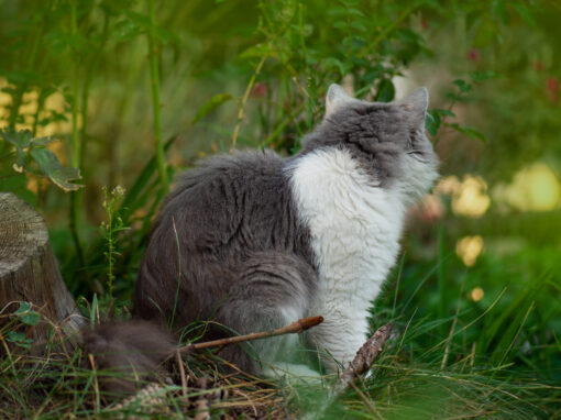 Should I Let My Cat Outside More in Spring? 