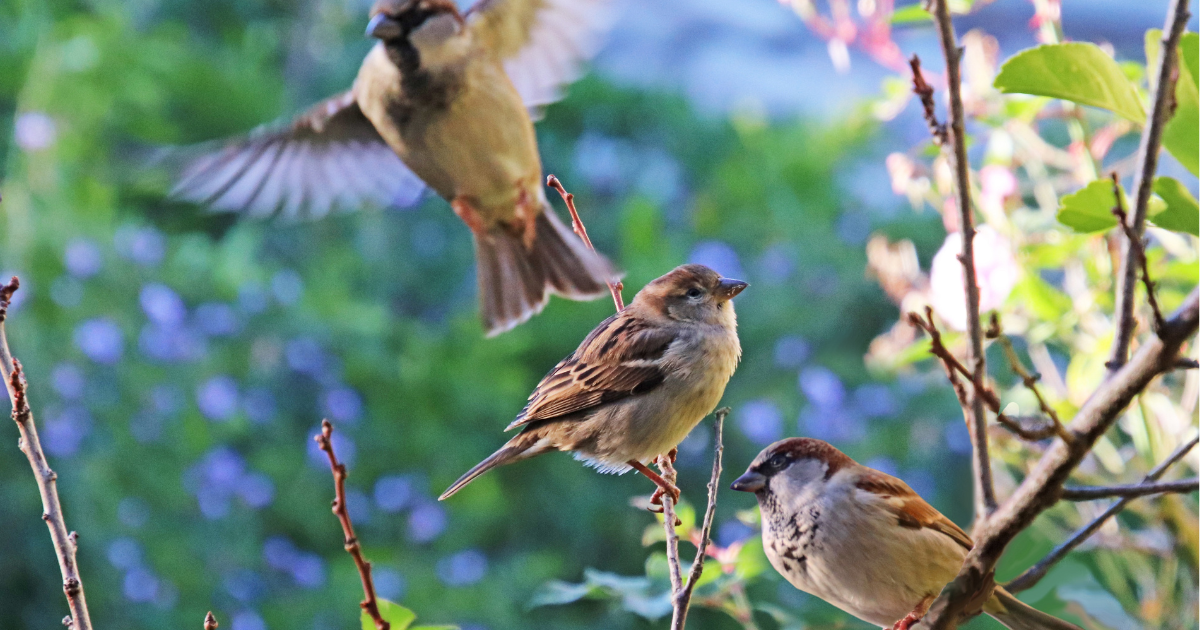 wildlife heatwave