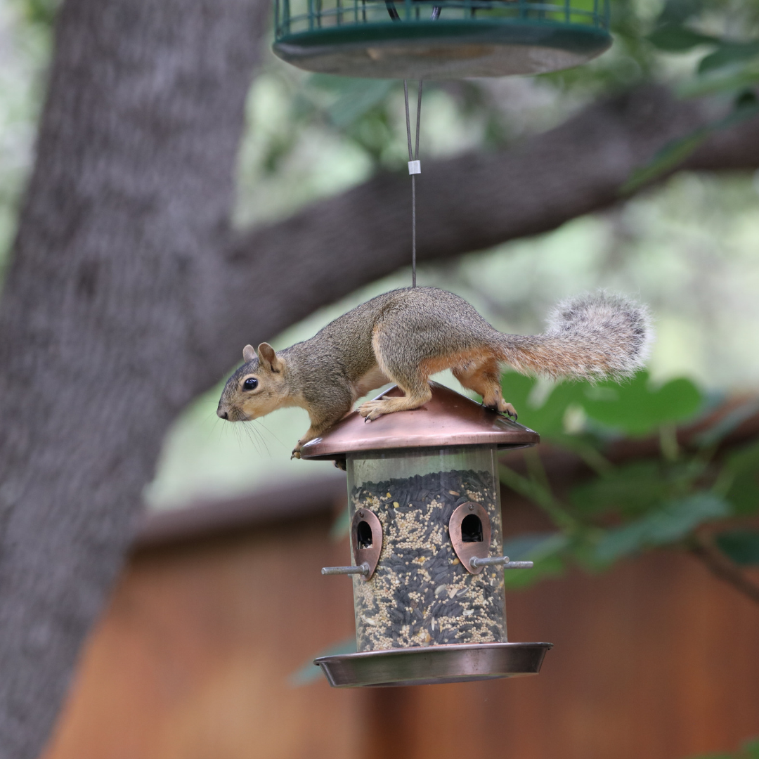 wildlife wildlife