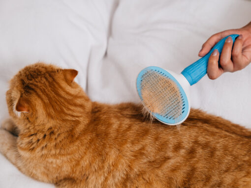 Why Is My Cat Shedding So Much Right Now?